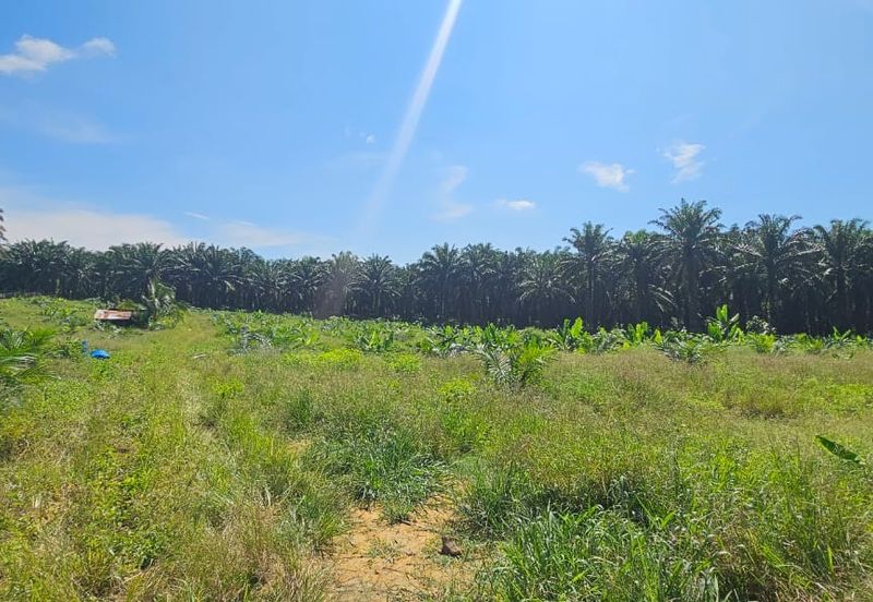 5.03749 acres new planted palm oil land at Siputeh, Perak