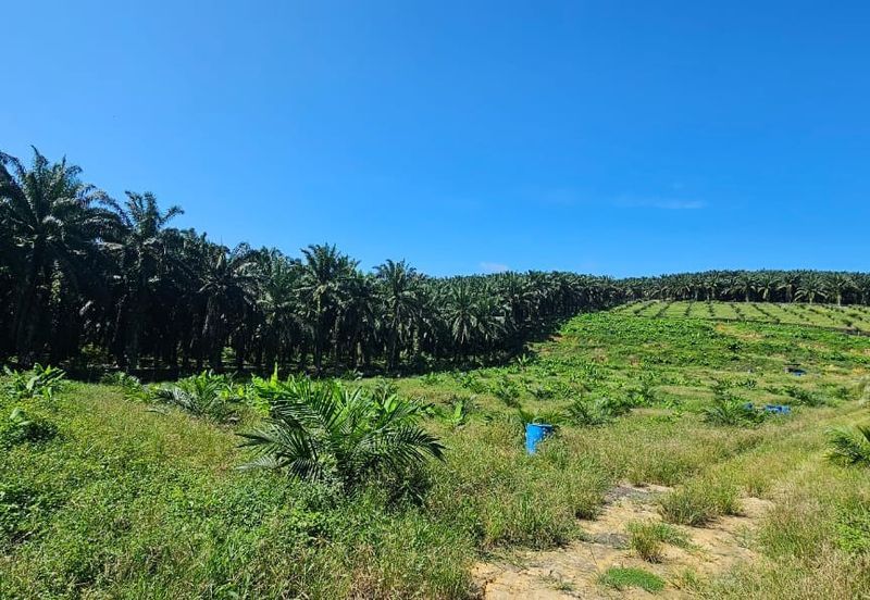 5.03749 acres new planted palm oil land at Siputeh, Perak
