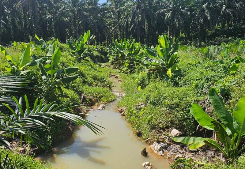 5.03749 acres new planted palm oil land at Siputeh, Perak