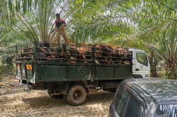 9.81 ACRES PALM OIL LAND AT JERAM, PERAK