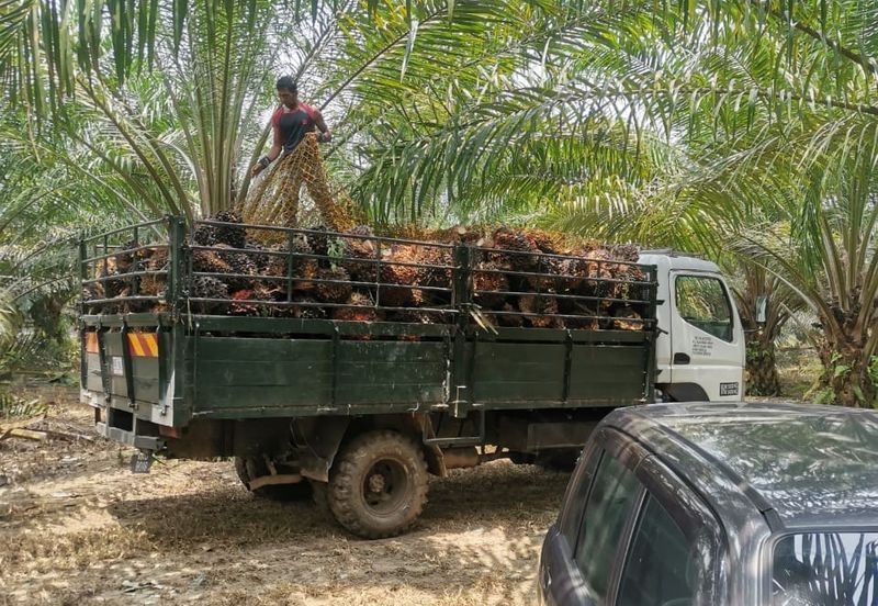 9.81 ACRES PALM OIL LAND AT JERAM, PERAK