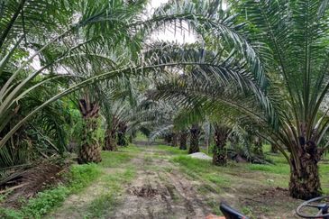 9.81 ACRES PALM OIL LAND AT JERAM, PERAK