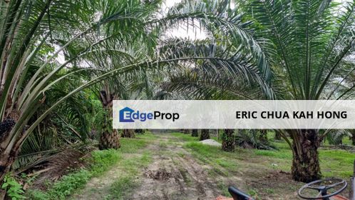 9.81 ACRES PALM OIL LAND AT JERAM, PERAK, Perak, Jeram