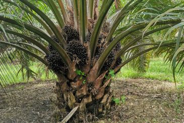 9.81 ACRES PALM OIL LAND AT JERAM, PERAK