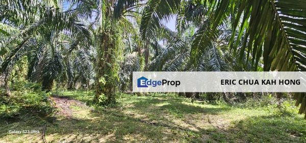 5.09 acres Palm oil Land at Chenderong, Batu Gajah, Perak, Chenderong Balai