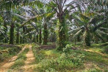 29 acres first lot Palm oil land at Chenderong, Batu Gajah Perak