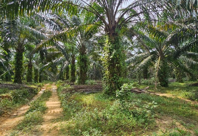 29 acres first lot Palm oil land at Chenderong, Batu Gajah Perak