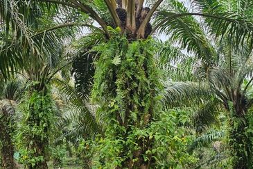 29 acres first lot Palm oil land at Chenderong, Batu Gajah Perak