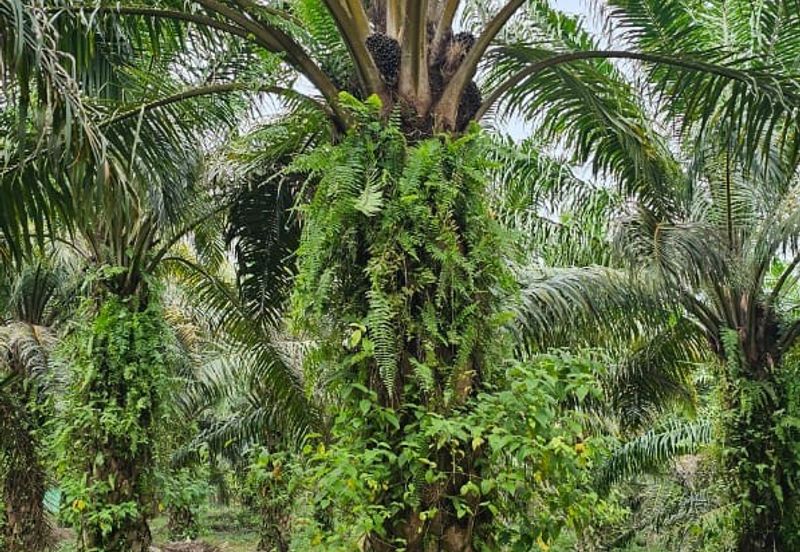 29 acres first lot Palm oil land at Chenderong, Batu Gajah Perak