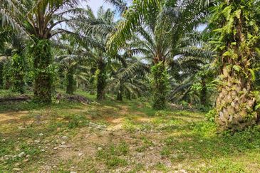 29 acres first lot Palm oil land at Chenderong, Batu Gajah Perak