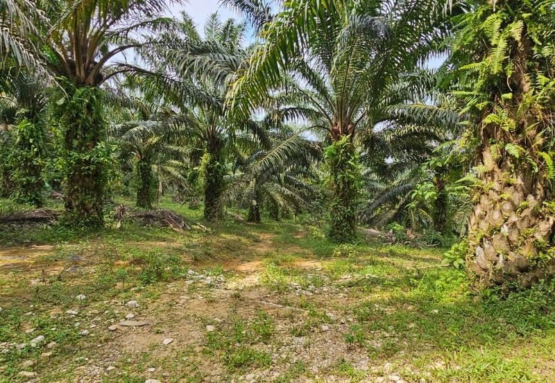 29 acres first lot Palm oil land at Chenderong, Batu Gajah Perak
