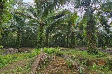 29 acres first lot Palm oil land at Chenderong, Batu Gajah Perak