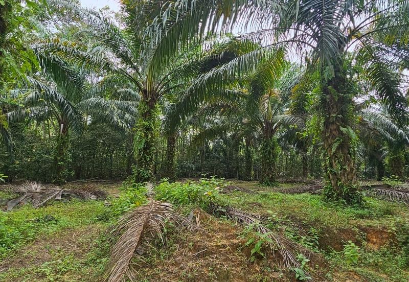 29 acres first lot Palm oil land at Chenderong, Batu Gajah Perak