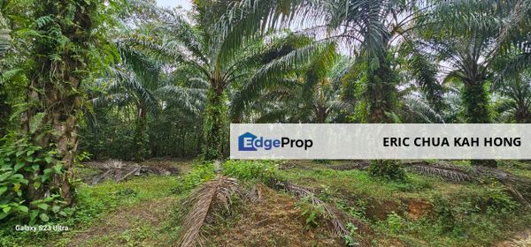 29 acres first lot Palm oil land at Chenderong, Batu Gajah Perak, Perak, Batu Gajah
