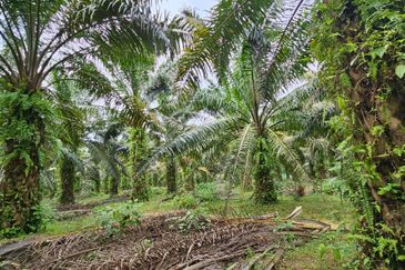 29 acres first lot Palm oil land at Chenderong, Batu Gajah Perak