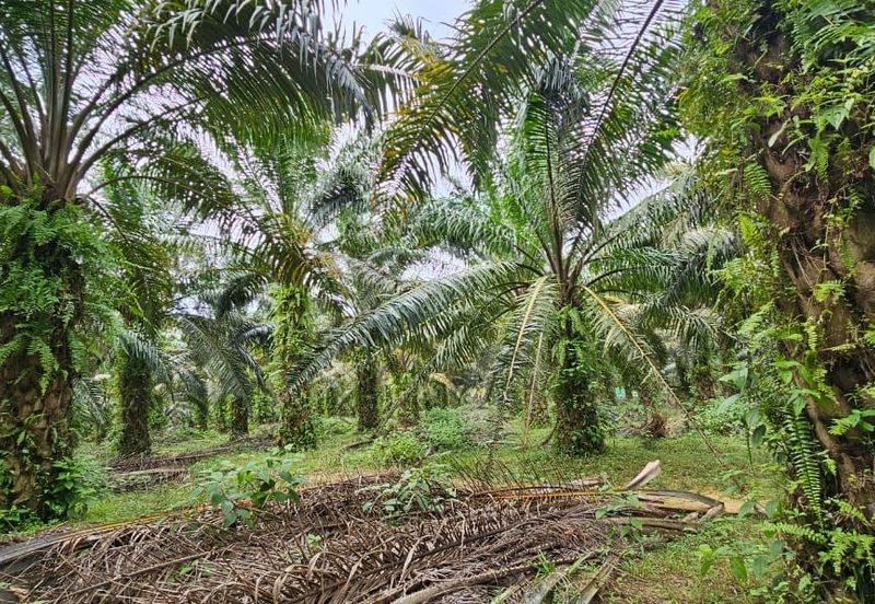 29 acres first lot Palm oil land at Chenderong, Batu Gajah Perak