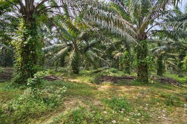 29 acres first lot Palm oil land at Chenderong, Batu Gajah Perak