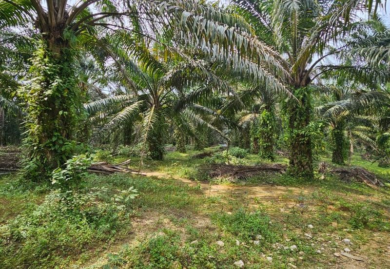 29 acres first lot Palm oil land at Chenderong, Batu Gajah Perak