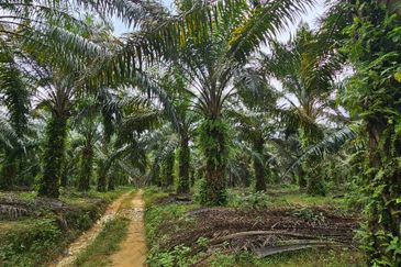 29 acres first lot Palm oil land at Chenderong, Batu Gajah Perak