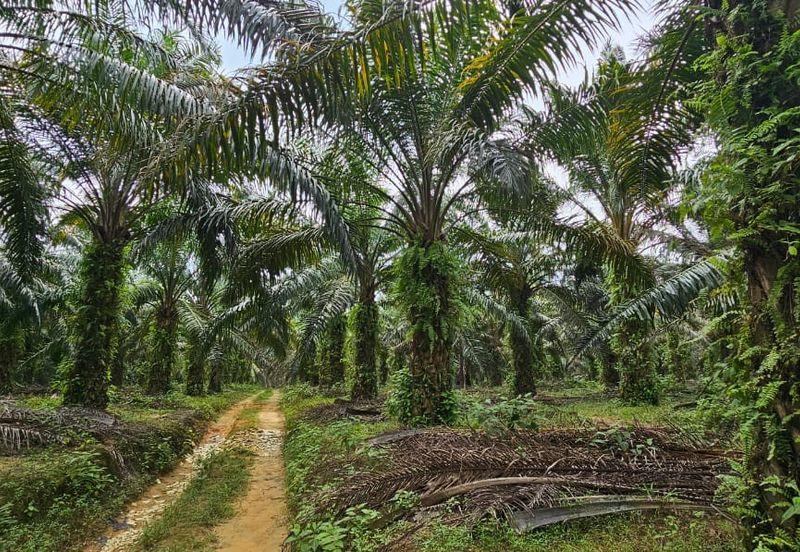 29 acres first lot Palm oil land at Chenderong, Batu Gajah Perak