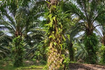 29 acres first lot Palm oil land at Chenderong, Batu Gajah Perak