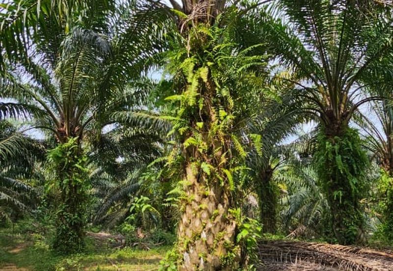29 acres first lot Palm oil land at Chenderong, Batu Gajah Perak