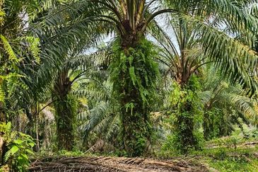29 acres first lot Palm oil land at Chenderong, Batu Gajah Perak