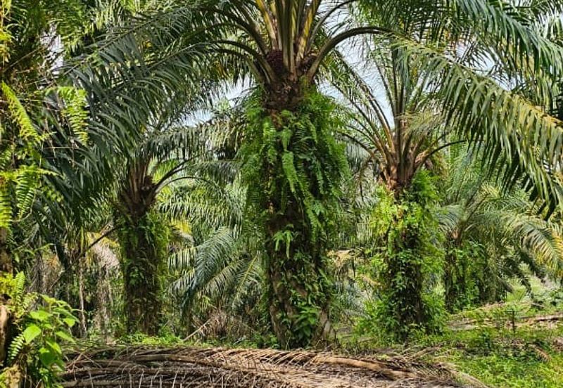 29 acres first lot Palm oil land at Chenderong, Batu Gajah Perak