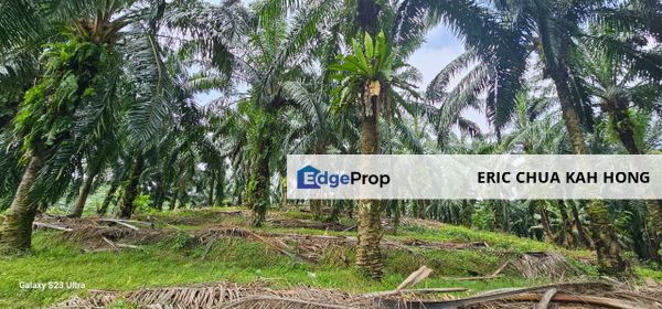 15.03315 acres First Lot palm oil land at Siputeh, Batu Gajah Perak, Perak, Batu Gajah