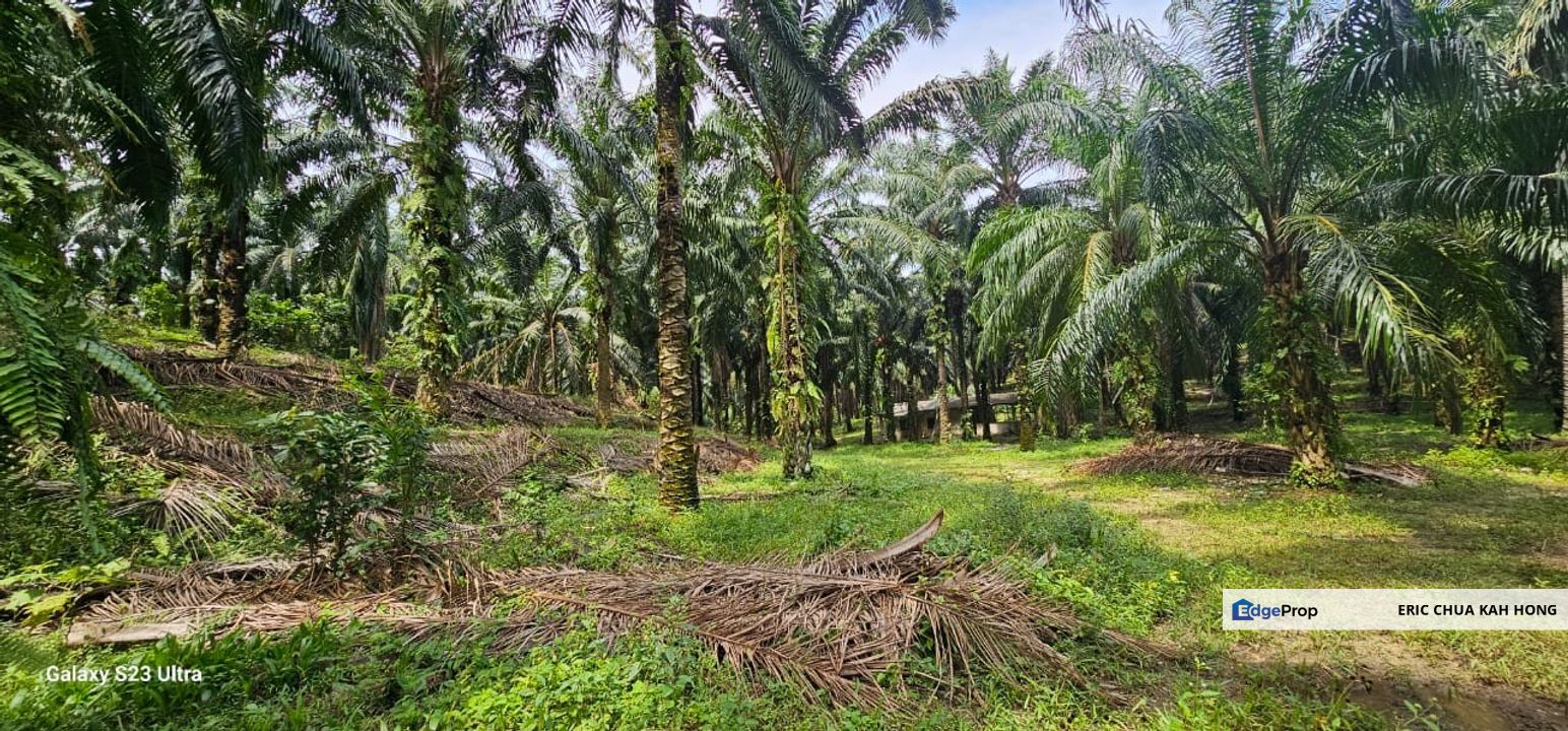 15.03315 acres First Lot palm oil land at Siputeh, Batu Gajah Perak, Perak, Batu Gajah
