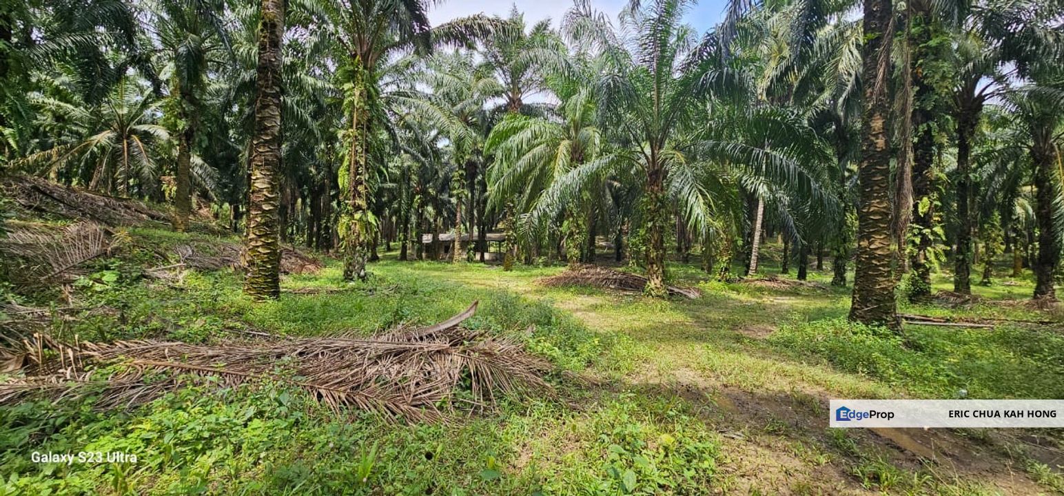 15.03315 acres First Lot palm oil land at Siputeh, Batu Gajah Perak, Perak, Batu Gajah