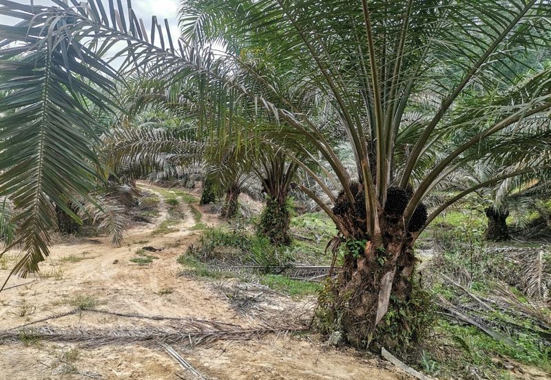 42 acres Palm oil Land at Bidor, Perak