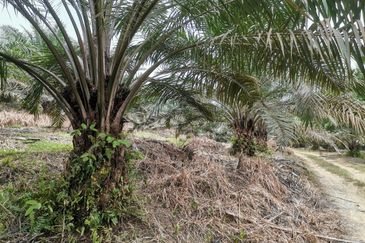 42 acres Palm oil Land at Bidor, Perak