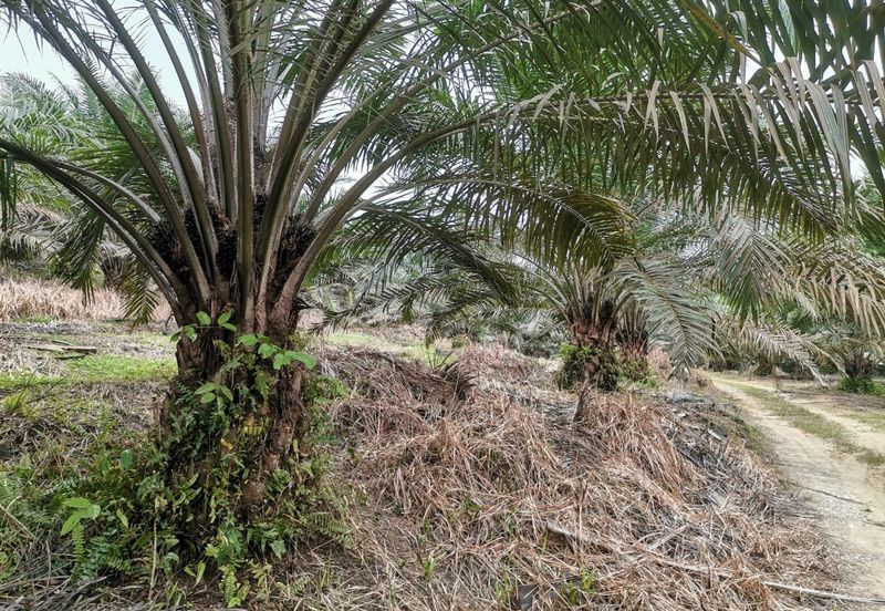 42 acres Palm oil Land at Bidor, Perak