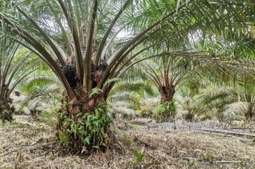 42 acres Palm oil Land at Bidor, Perak