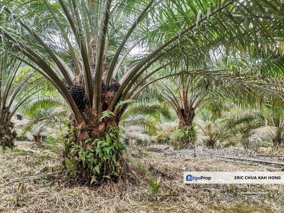 42 acres Palm oil Land at Bidor, Perak, Perak, Bidor