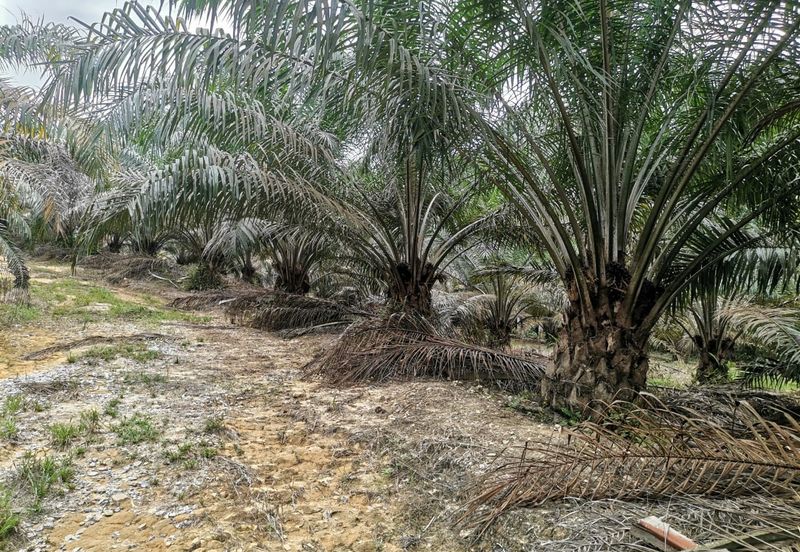 42 acres Palm oil Land at Bidor, Perak
