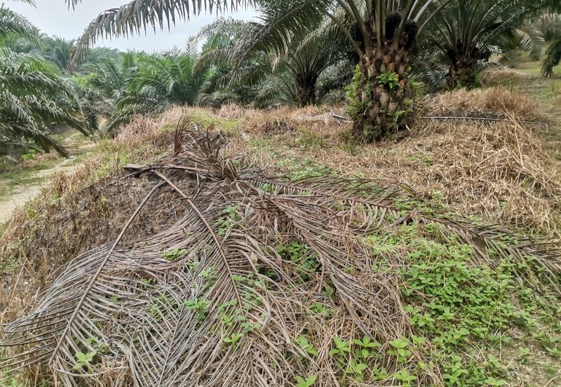 42 acres Palm oil Land at Bidor, Perak