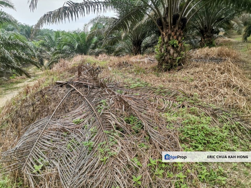 42 acres Palm oil Land at Bidor, Perak, Perak, Bidor