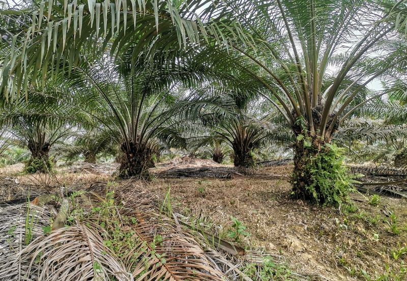 42 acres Palm oil Land at Bidor, Perak