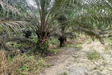 42 acres Palm oil Land at Bidor, Perak