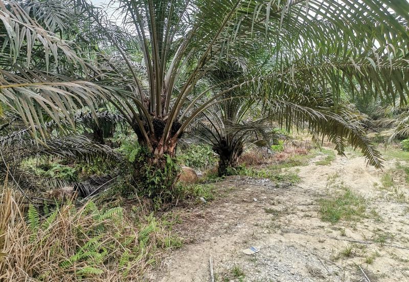 42 acres Palm oil Land at Bidor, Perak