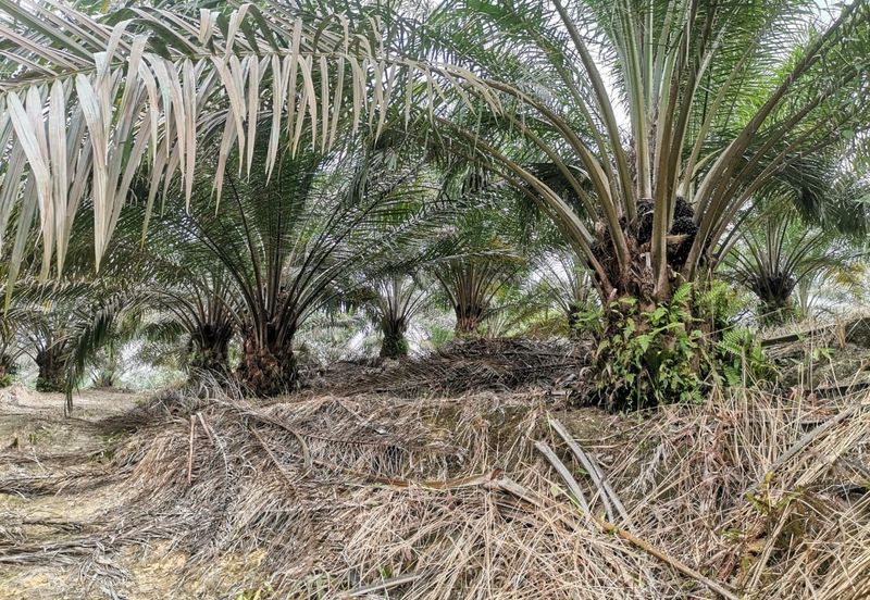 42 acres Palm oil Land at Bidor, Perak