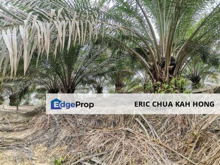 42 acres Palm oil Land at Bidor, Perak, Perak, Bidor