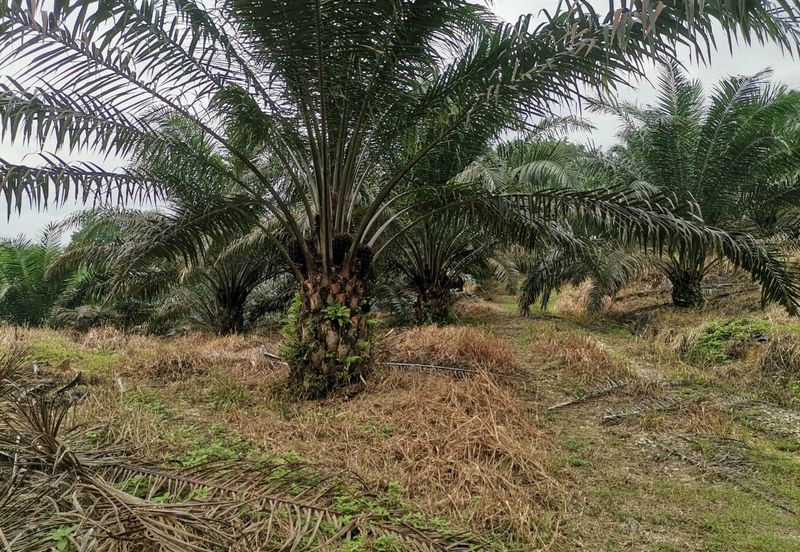 42 acres Palm oil Land at Bidor, Perak