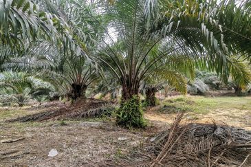 42 acres Palm oil Land at Bidor, Perak