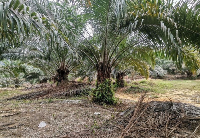 42 acres Palm oil Land at Bidor, Perak