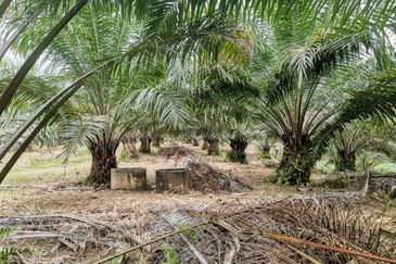 42 acres Palm oil Land at Bidor, Perak