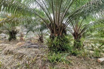 42 acres Palm oil Land at Bidor, Perak