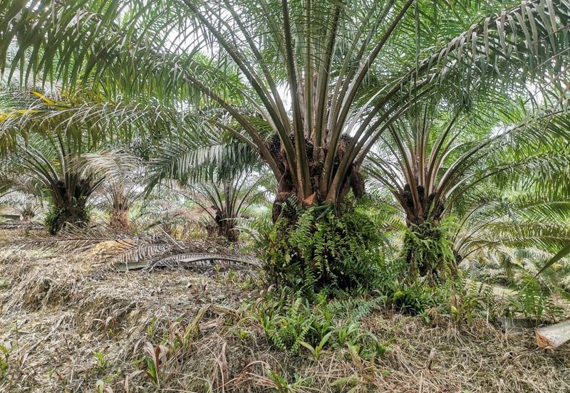 42 acres Palm oil Land at Bidor, Perak